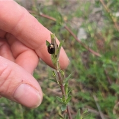 Chrysolina quadrigemina (Greater St Johns Wort beetle) at Farrer, ACT - 1 Oct 2025 by Mike