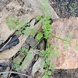 Daucus glochidiatus (Australian Carrot) at Hawker, ACT - 28 Sep 2025 by sangio7