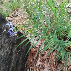 Stypandra glauca (Nodding Blue Lily) at Mittagong, NSW - 28 Sep 2025 by mahargiani