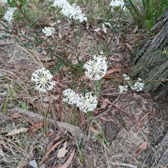 Pimelea linifolia (Slender Rice Flower) at Mittagong, NSW - 28 Sep 2025 by mahargiani