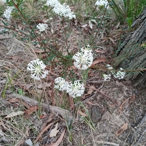 Pimelea linifolia (Slender Rice Flower) at Mittagong, NSW - 28 Sep 2025 by mahargiani