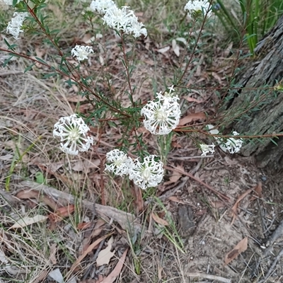 Pimelea linifolia (Slender Rice Flower) at Mittagong, NSW - 28 Sep 2025 by mahargiani