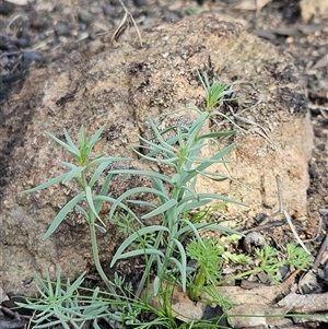 Unverified Other Wildflower or Herb at Hawker, ACT - 28 Sep 2025 by sangio7