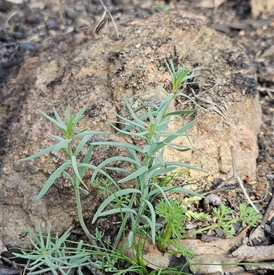 Unverified Other Wildflower or Herb at Hawker, ACT - 28 Sep 2025 by sangio7