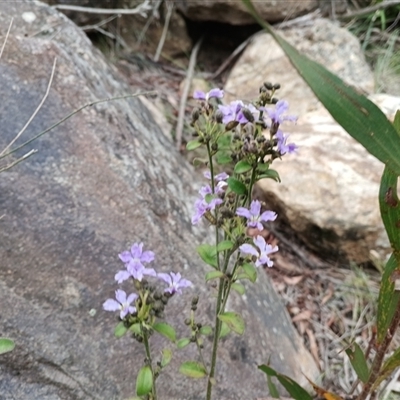 Dampiera purpurea (Purple Dampiera) at Mittagong, NSW - 28 Sep 2025 by mahargiani