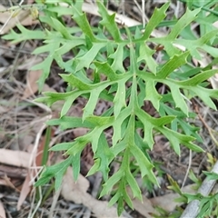 Lomatia silaifolia (Crinkle Bush, Fern-leaved Lomatia, Parsley Bush) at Mittagong, NSW - 28 Sep 2025 by mahargiani