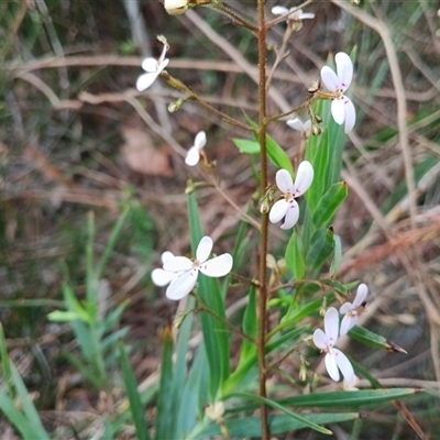 Stylidium laricifolium (Giant Triggerplant, Tree Triggerplant) at Mittagong, NSW - 28 Sep 2025 by mahargiani