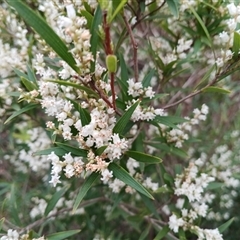 Leucopogon affinis (Lance Beard-heath) at Mittagong, NSW - 28 Sep 2025 by mahargiani