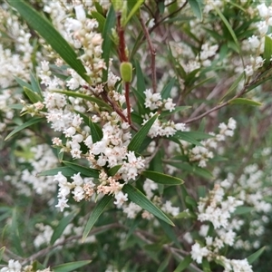 Leucopogon affinis (Lance Beard-heath) at Mittagong, NSW - 28 Sep 2025 by mahargiani