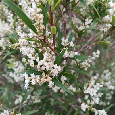 Leucopogon affinis (Lance Beard-heath) at Mittagong, NSW - 28 Sep 2025 by mahargiani