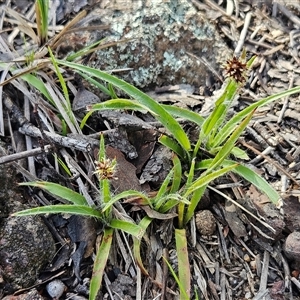Luzula densiflora at Hawker, ACT - 28 Sep 2025 by sangio7