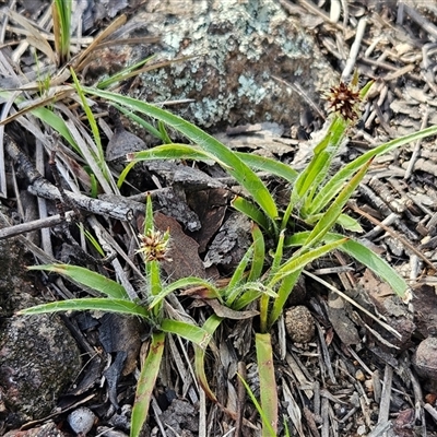 Luzula densiflora at Hawker, ACT - 28 Sep 2025 by sangio7