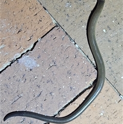 Anomalopus verreauxii (Verreauxii's Skink) by AaronClausen