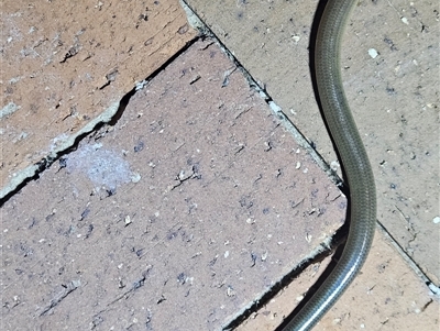 Anomalopus verreauxii (Verreauxii's Skink) by AaronClausen