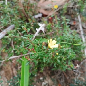Hibbertia sp. at Mittagong, NSW - 28 Sep 2025 by mahargiani