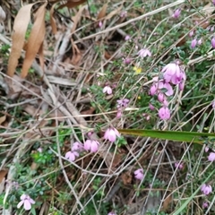 Tetratheca ciliata at Mittagong, NSW - 28 Sep 2025 by mahargiani