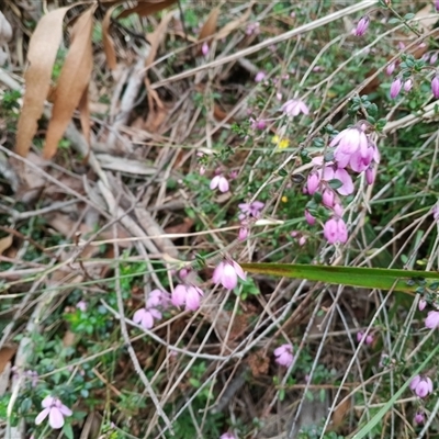 Tetratheca ciliata at Mittagong, NSW - 28 Sep 2025 by mahargiani