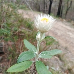 Coronidium elatum (White Everlasting Daisy) at Mittagong, NSW - 28 Sep 2025 by mahargiani