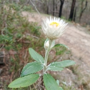 Coronidium elatum (White Everlasting Daisy) at Mittagong, NSW - 28 Sep 2025 by mahargiani