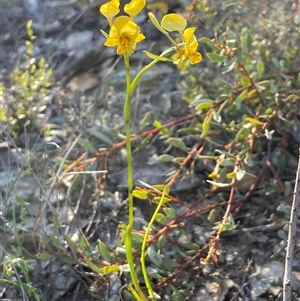Diuris nigromontana (Black Mountain Leopard Orchid) at Bruce, ACT - 28 Sep 2025 by Clarel