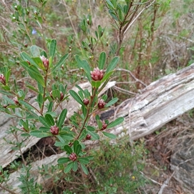 Pultenaea daphnoides at Mittagong, NSW - 28 Sep 2025 by mahargiani