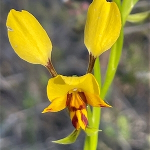 Diuris chryseopsis at Bruce, ACT - 28 Sep 2025 by Clarel