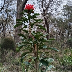 Telopea speciosissima (NSW Waratah) at Mittagong, NSW - 28 Sep 2025 by mahargiani