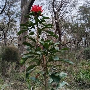 Telopea speciosissima (NSW Waratah) at Mittagong, NSW - 28 Sep 2025 by mahargiani
