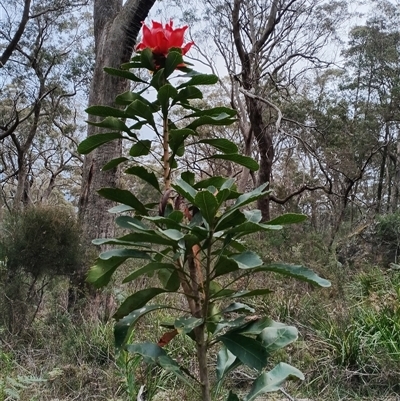 Telopea speciosissima (NSW Waratah) at Mittagong, NSW - 28 Sep 2025 by mahargiani
