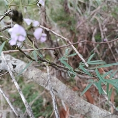 Glycine clandestina (Twining Glycine) at Mittagong, NSW - 28 Sep 2025 by mahargiani