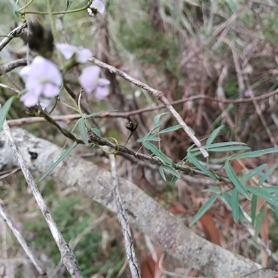 Glycine clandestina (Twining Glycine) at Mittagong, NSW - 28 Sep 2025 by mahargiani