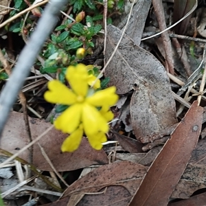 Hibbertia aspera subsp. aspera at Mittagong, NSW - 28 Sep 2025 by mahargiani