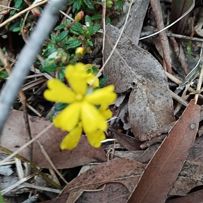 Hibbertia aspera subsp. aspera at Mittagong, NSW - 28 Sep 2025 by mahargiani