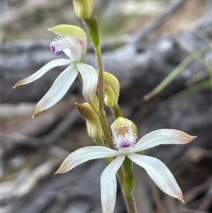 Caladenia ustulata (Brown Caps) at Acton, ACT - 28 Sep 2025 by Clarel