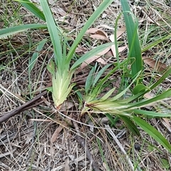 Dianella (genus) (Flax Lily) at Mittagong, NSW - 28 Sep 2025 by mahargiani