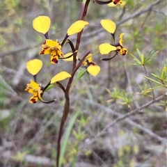 Diuris pardina (Leopard Doubletail) at Strathnairn, ACT - 30 Sep 2025 by BronwynCollins