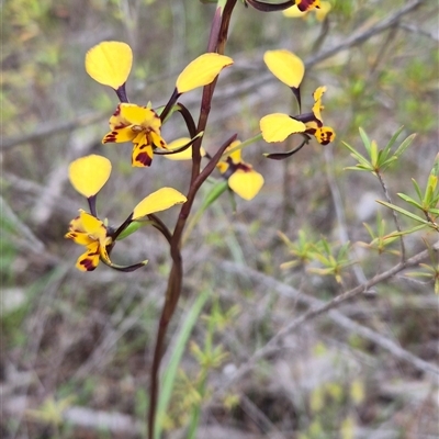 Diuris pardina (Leopard Doubletail) at Strathnairn, ACT - 30 Sep 2025 by BronwynCollins