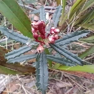Banksia (genus) at Mittagong, NSW - 28 Sep 2025 by mahargiani