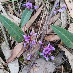 Hardenbergia violacea (False Sarsaparilla) at Mittagong, NSW - 28 Sep 2025 by mahargiani