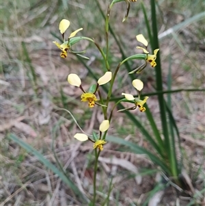 Diuris chryseopsis at Mittagong, NSW - 28 Sep 2025 by mahargiani