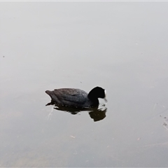 Fulica atra (Eurasian Coot) at Mittagong, NSW - 28 Sep 2025 by mahargiani