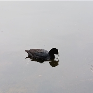Fulica atra (Eurasian Coot) at Mittagong, NSW - 28 Sep 2025 by mahargiani