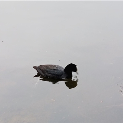Fulica atra (Eurasian Coot) at Mittagong, NSW - 28 Sep 2025 by mahargiani