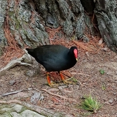 Gallinula tenebrosa (Dusky Moorhen) at Mittagong, NSW - 28 Sep 2025 by mahargiani