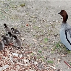Chenonetta jubata (Australian Wood Duck) at Mittagong, NSW - 28 Sep 2025 by mahargiani