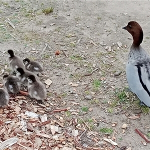 Chenonetta jubata (Australian Wood Duck) at Mittagong, NSW - 28 Sep 2025 by mahargiani