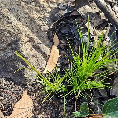 Poa sp. CNM1 (under review, formerly Poa meionectes) at Hawker, ACT - 28 Sep 2025 by sangio7