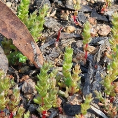 Crassula sieberiana at Hawker, ACT - 28 Sep 2025 by sangio7