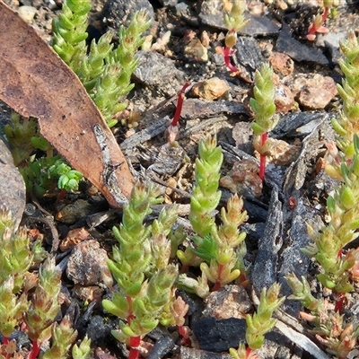 Crassula sieberiana at Hawker, ACT - 28 Sep 2025 by sangio7
