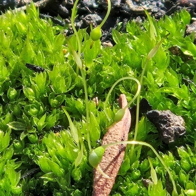 Unverified Moss, Liverwort or Hornwort at Hawker, ACT - 28 Sep 2025 by sangio7